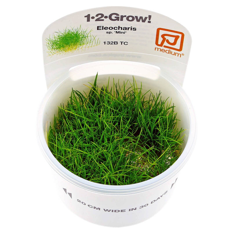 Eleocharis pusilla in-vitro