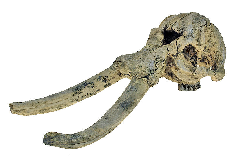 Decor Olifant Schedel 440 mm