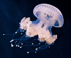 Phylorrhiza Punctata