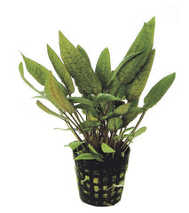 cryptocoryne moehlmannii