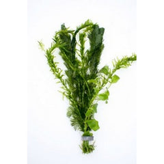 goudviskom bosje gemengd