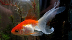 Sluier Staart Rood Wit