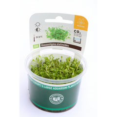 Glossostigma elatinoides In-Vitro