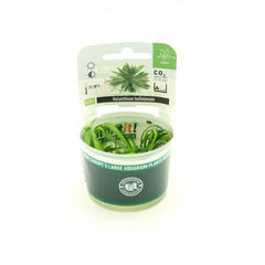 Helanthium bolivianum In-Vitro