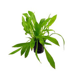 Helanthium bolivianum