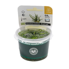 Helanthium tenellum in-vitro