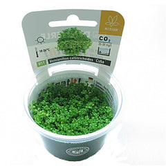Hemianthus calitrichoides Cuba In-Vitro