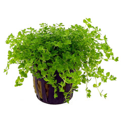 Micranthemum Micranthemoides 5 Cm Pot