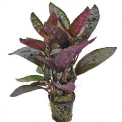 Hemiographis colorata