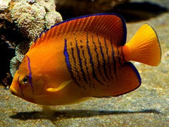 Holacanthus clarionensis