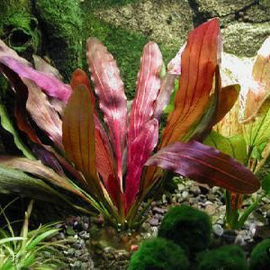 Echinorus horemannii red