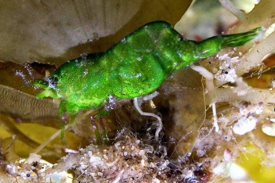 Hippolyte sp.