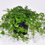 Hydrocotyle tripartita japan