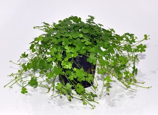 Hydrocotyle Tripartita