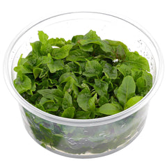 Hygrophila corymbosa Stricta In-Vitro