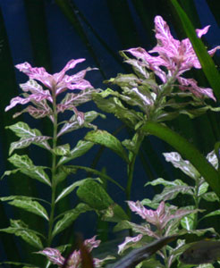 Hygrophila Roseanerva
