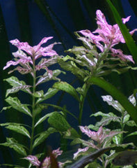 Hygrophila Roseanerva