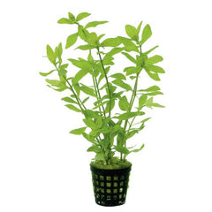 Hygrophila rosea australis