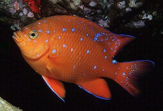 Hypsypops rubicundus