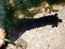 Actinopyga Millaris