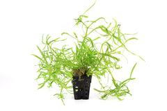 Pogostemon stellatus octopus