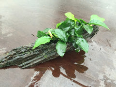 Zweefhout anubias size ss