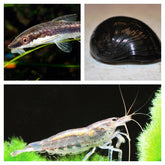 Poetsploeg voor Zoetwater Aquariums