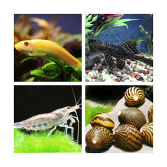 Poetsploeg 150 liter Zoet Aquarium