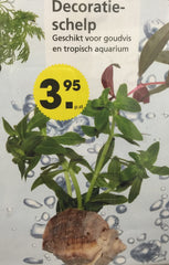 decoratie schelp met plant
