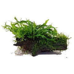 Wood microsorium moss small