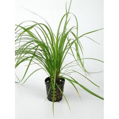 Cyperus Helferi