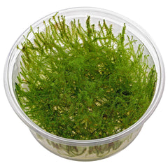 Stringy moss in cup