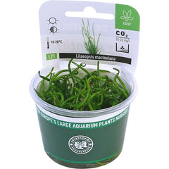 lilaeopsis macloviana in-vitro