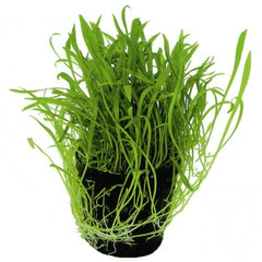 Liaeopsis Novea-zealandiae