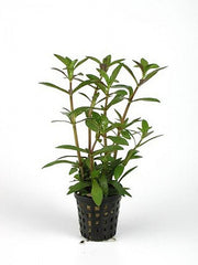 Limnophila aromatica