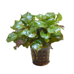 Lobelia Cardinalis wavy