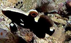 Lotilla graciliosa .
