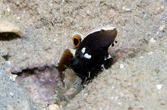 Lotilla Graciliosa Symbiose Paar Met Alpheus Rubromaculatus