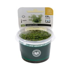 Ludwigia arcuata In-Vitro
