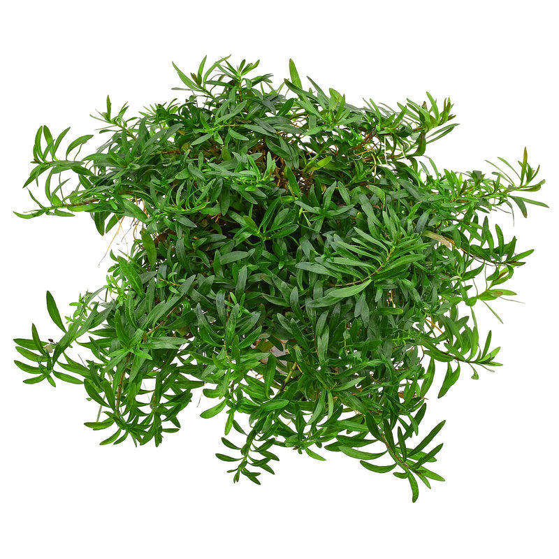 Ludwigia arcuata