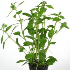 Ludwigia Palustris Groen