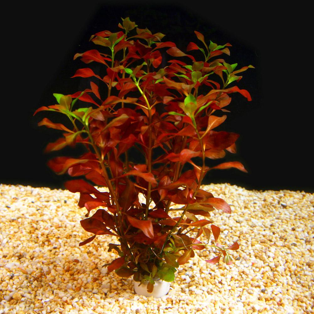 Ludwigia mini Super Red