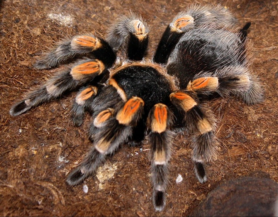 Brachypelma smithi Mexicaanse roodknievogelspin