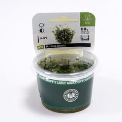 Marsilea hirsuta in-vitro