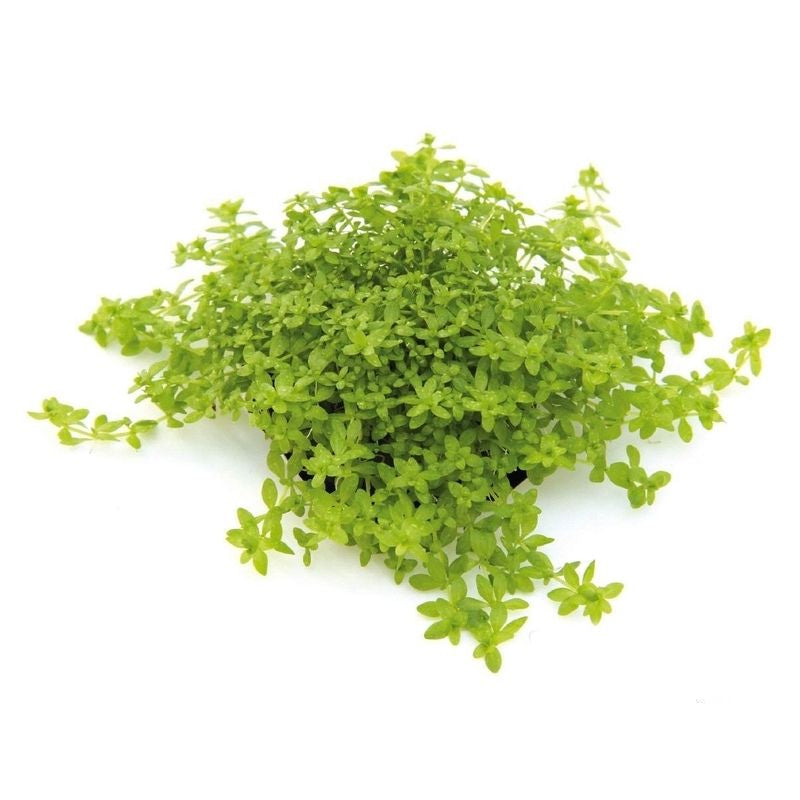 Micranthemum micranthemoides In-Vitro nr 07 easy grow