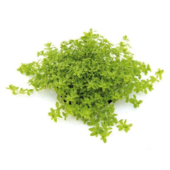 Micranthemum micranthemoides In-Vitro nr 07 easy grow