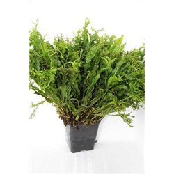 Microsorium crisped leaves moederplant