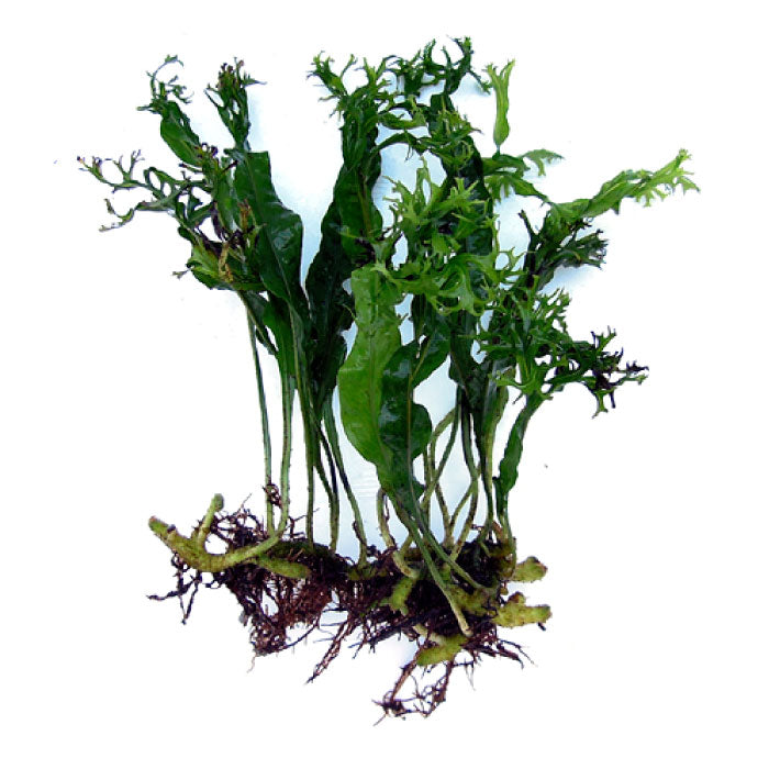 Microsorum Crisped Leaves (Javavaren)
