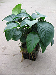 Anubias barteri Moederplant