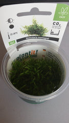 Vesicularia montagnei In-Vitro